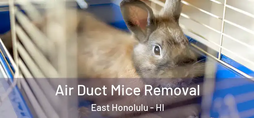 Air Duct Mice Removal East Honolulu - HI