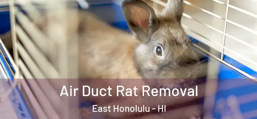 Air Duct Rat Removal East Honolulu - HI